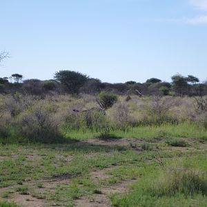 Gemsbok Namibia