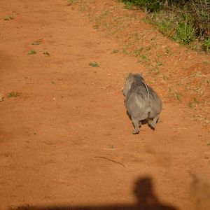 Warthog on the run... Namibia