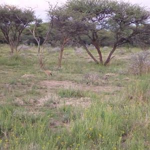 Bat-eared Fox Namibia