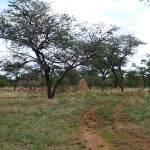 Impala Namibia