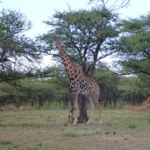 Giraffe Namibia