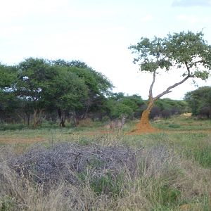 Kudu Namibia