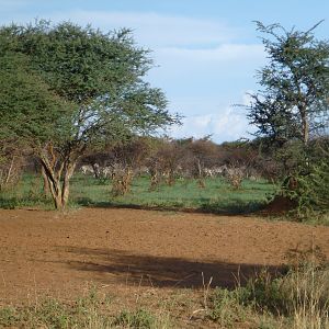 Zebra Namibia