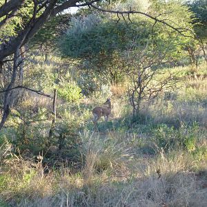 Steenbok Namibia