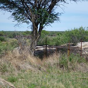 Cheetah trap by scat rocks Namibia