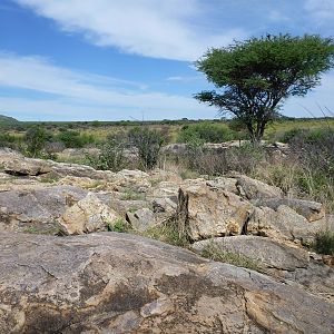 Cheetah trap by scat rocks Namibia