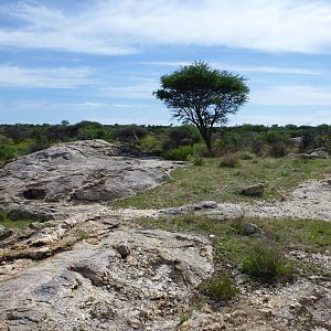 Cheetah scat rocks Namibia