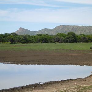 Blue Wildebeest Namibia