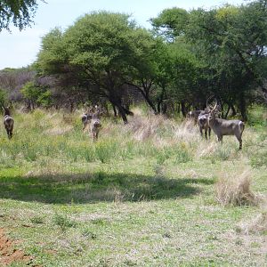 Waterbuck Namibia