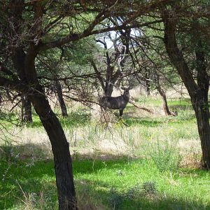 Waterbuck Namibia