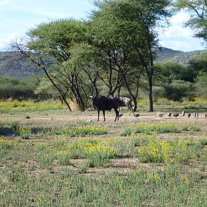 Blue Wildebeest Namibia