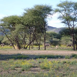 Blue Wildebeest Namibia