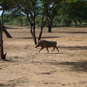 Warthog Namibia