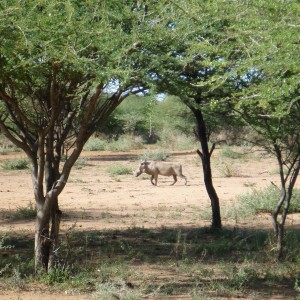 Warthog Namibia