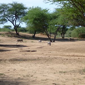 Warthog Namibia