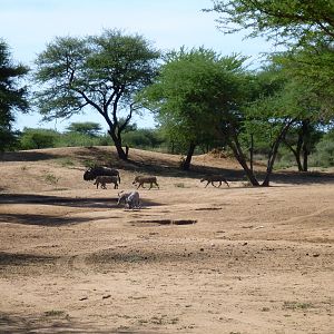 Warthog Namibia