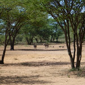 Warthog Namibia