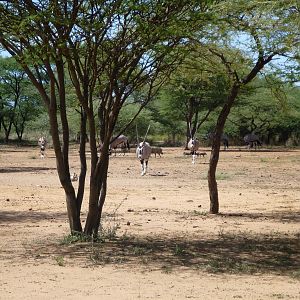 Gemsbok Namibia