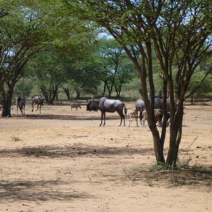 Blue Wildebeest Namibia