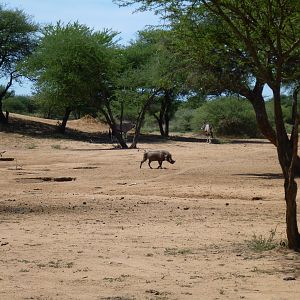 Warthog Namibia