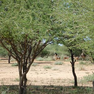 Ostrich Namibia