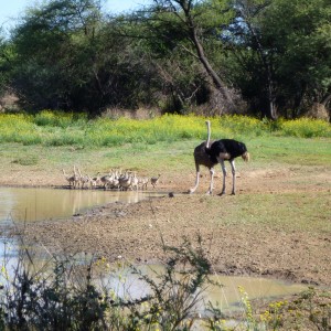 Ostrich Namibia