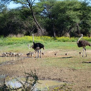 Ostrich Namibia