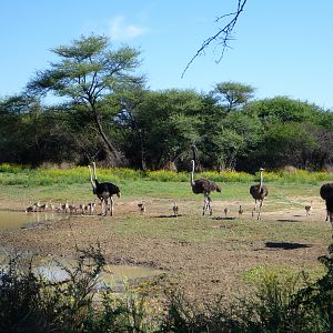 Ostrich Namibia