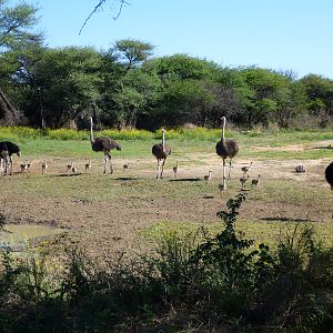 Ostrich Namibia