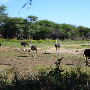 Ostrich Namibia