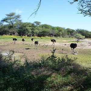 Ostrich Namibia