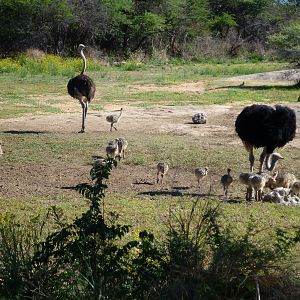 Ostrich Namibia