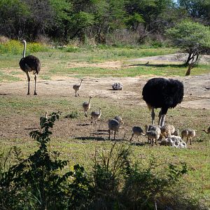 Ostrich Namibia