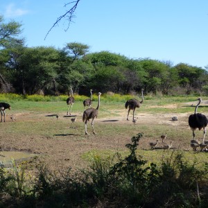 Ostrich Namibia