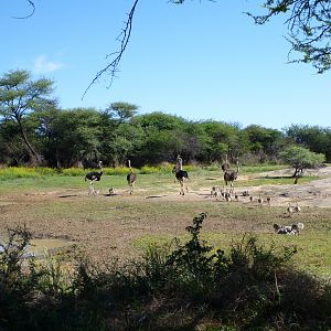 Ostrich Namibia