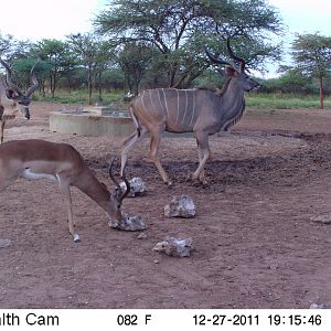 Greater Kudu Trail Camera Namibia