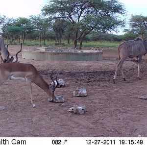 Greater Kudu Trail Camera Namibia