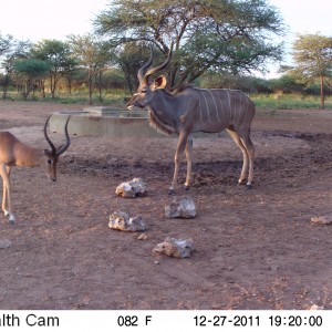 Greater Kudu Trail Camera Namibia