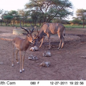 Greater Kudu Trail Camera Namibia