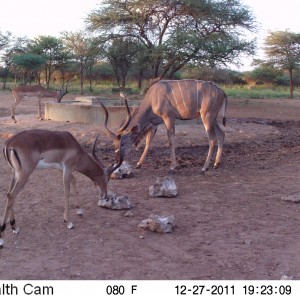 Greater Kudu Trail Camera Namibia