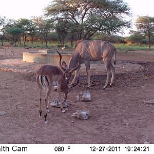 Greater Kudu Trail Camera Namibia