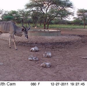 Greater Kudu Trail Camera Namibia