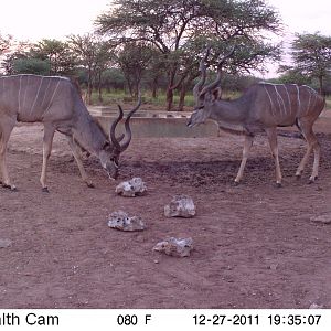 Greater Kudu Trail Camera Namibia