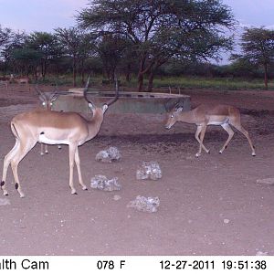 Impala Trail Camera Namibia