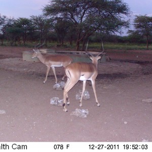 Impala Trail Camera Namibia