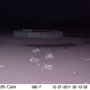 Black-backed Jackal Trail Camera Namibia