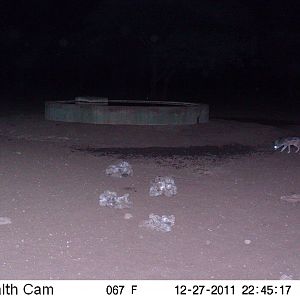 Black-backed Jackal Trail Camera Namibia