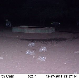 Trail Camera Namibia