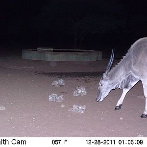 Eland Trail Camera Namibia