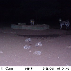 Zebra Trail Camera Namibia